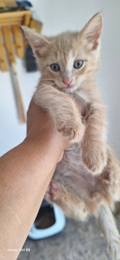 В добрые руки котята