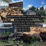 Бараны/Кой сатамыз, Марқа, Тоқты от 35.000 / Қой сатылады