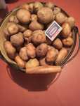 Продам семенной картофель