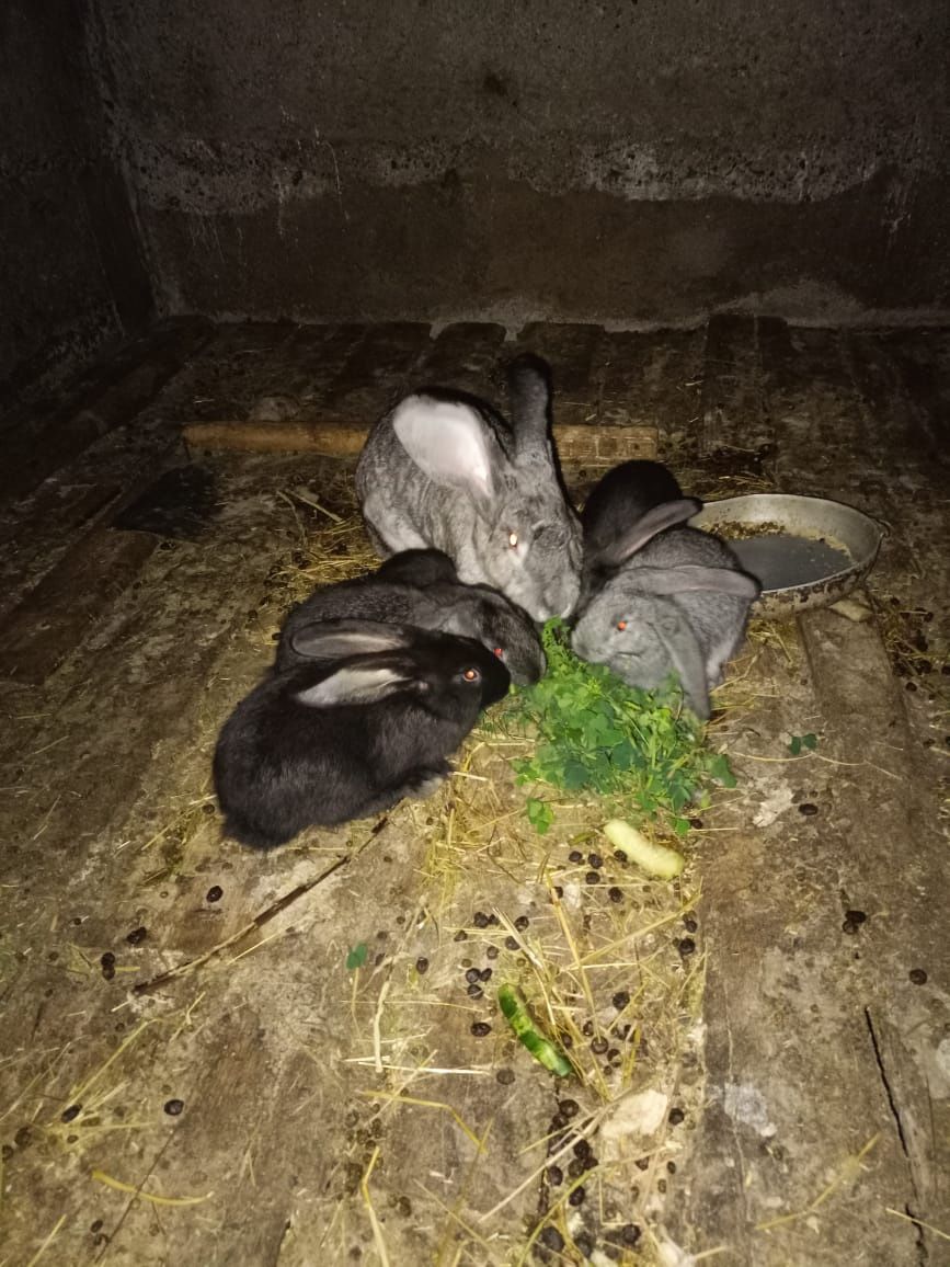 Продаются крольчата