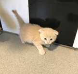 Отдам котят в добрые руки!