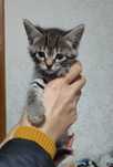 Котяткам дом и заботу
