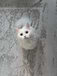 Кошка 8месяцов, отдаю бесплатно