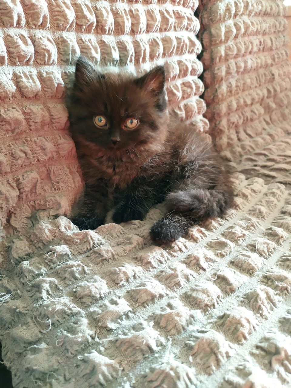 Отдаём бесплатно котёнка