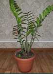 Продается Растение замиокулькас (Zamioculcas) долларовое дерево
