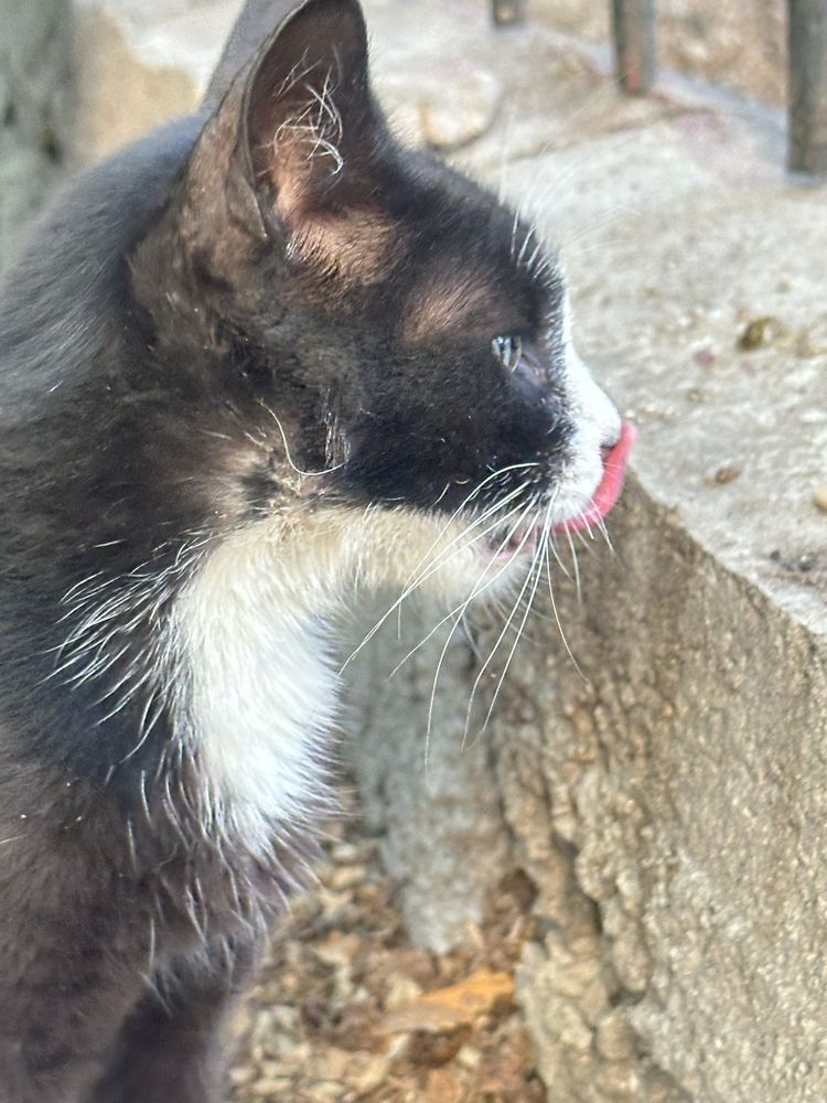 Котик живет во дворе