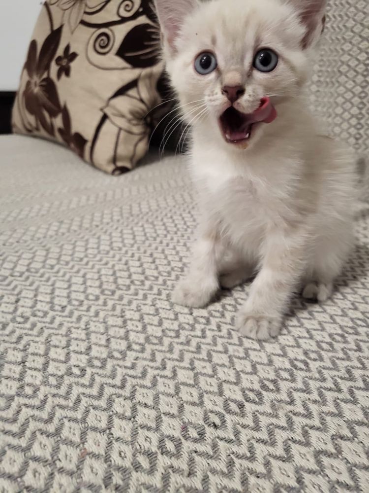 Отдам котят бесплатно