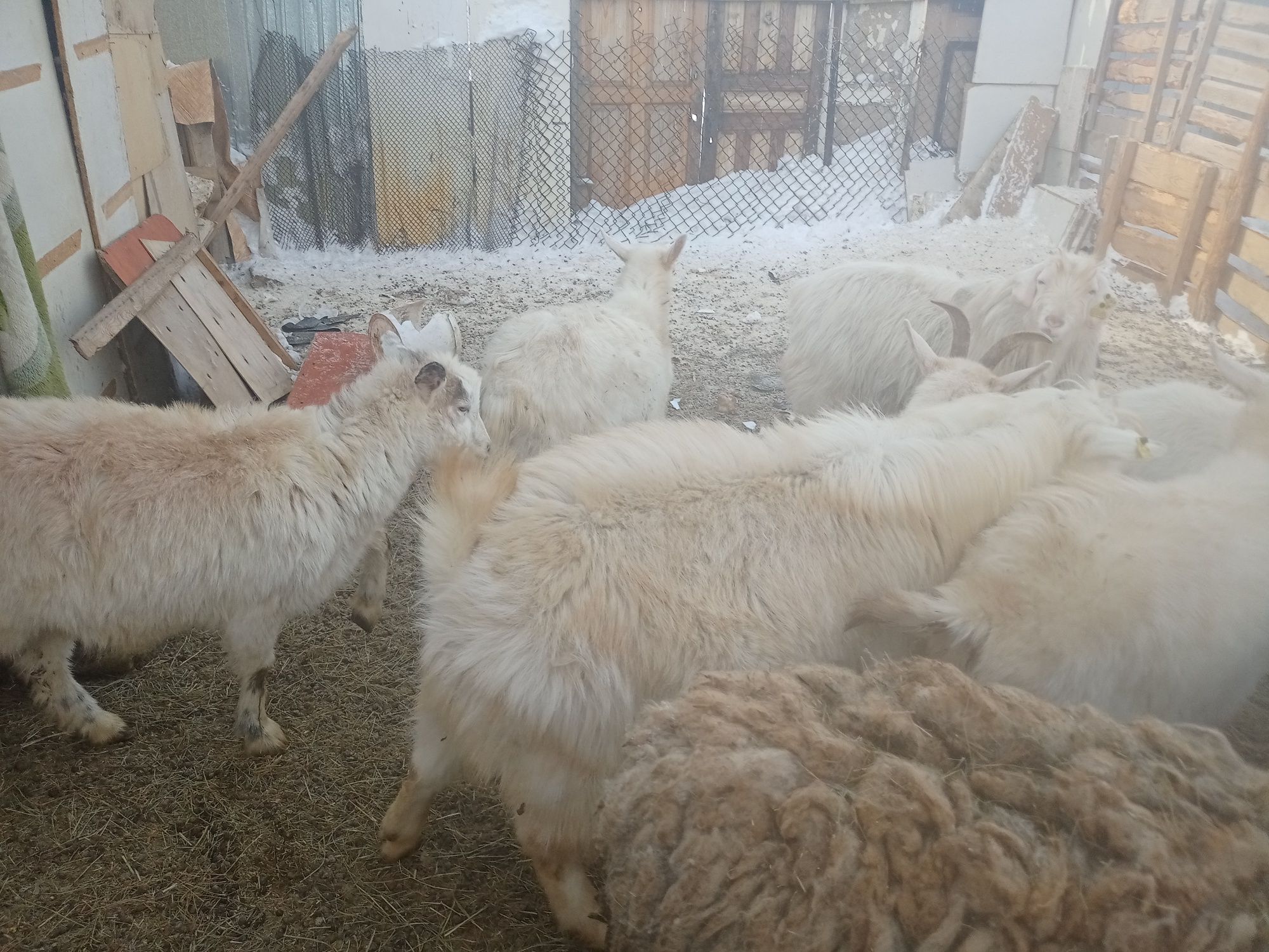 Продам козёл два года есть годик