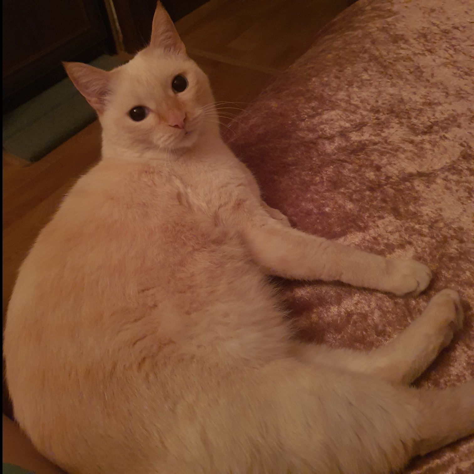 Кот Марик,взрослый,контактный