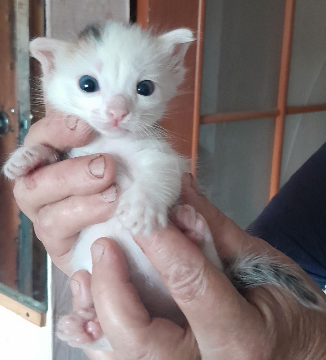 Отдам котят в добрые руки