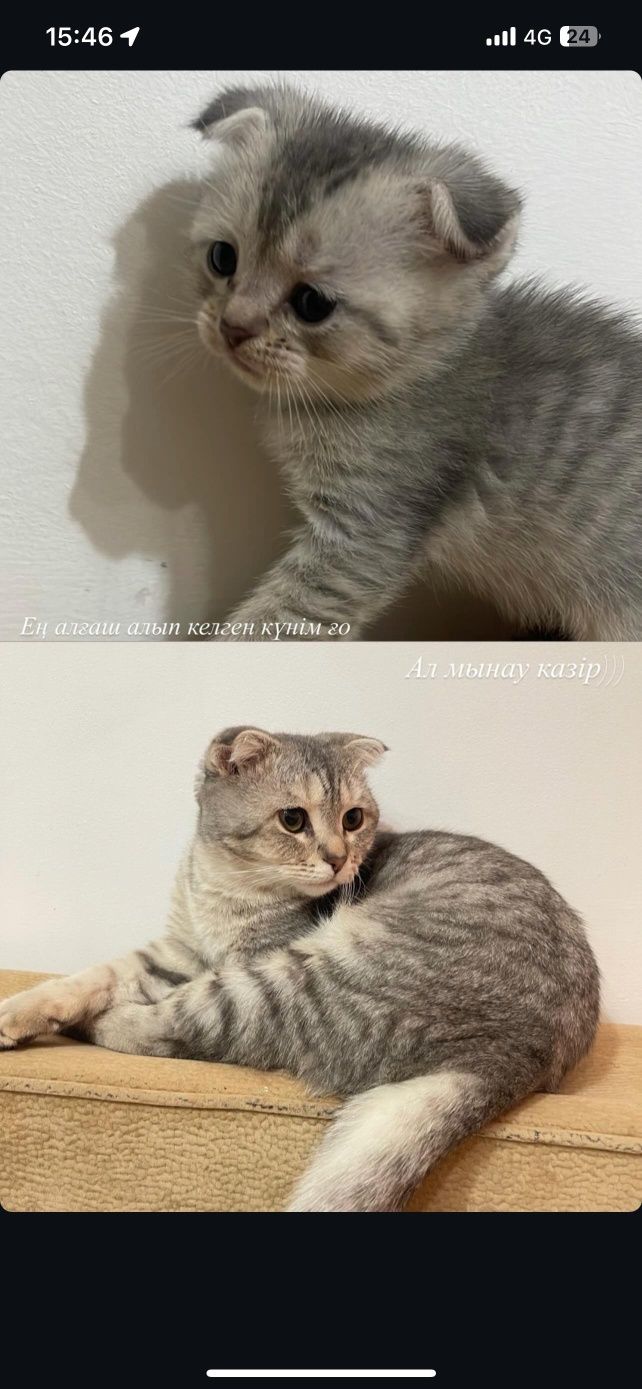 10 месячный кошка