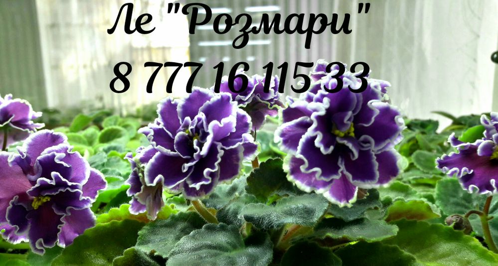 Распродажа коллекционных фиалок.