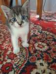 Котята в хорошие ручки!