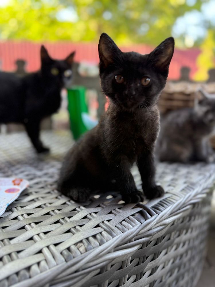 Отдам симпатичных  котят