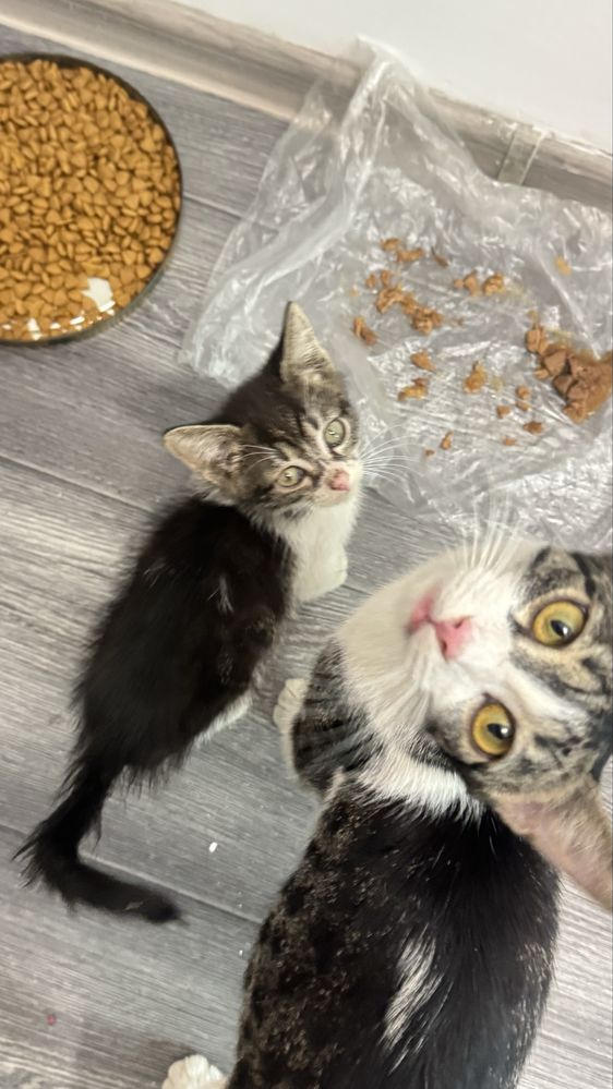 Отдам котят в хорошие руки