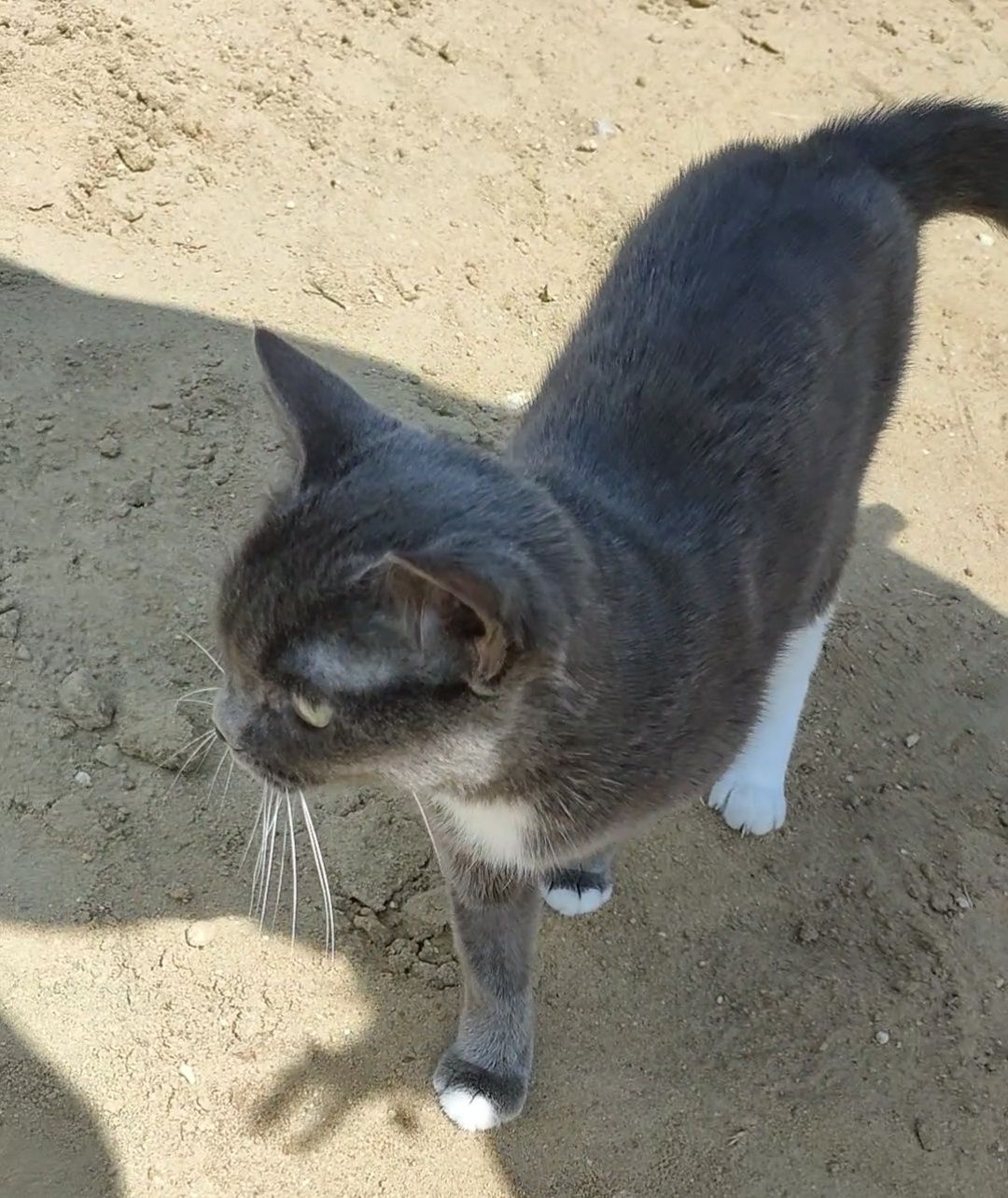 Кошка, стерилизованная, домашняя, преданная