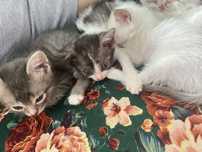 Отдам котят в добрые руки