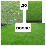Услуги по озеленению