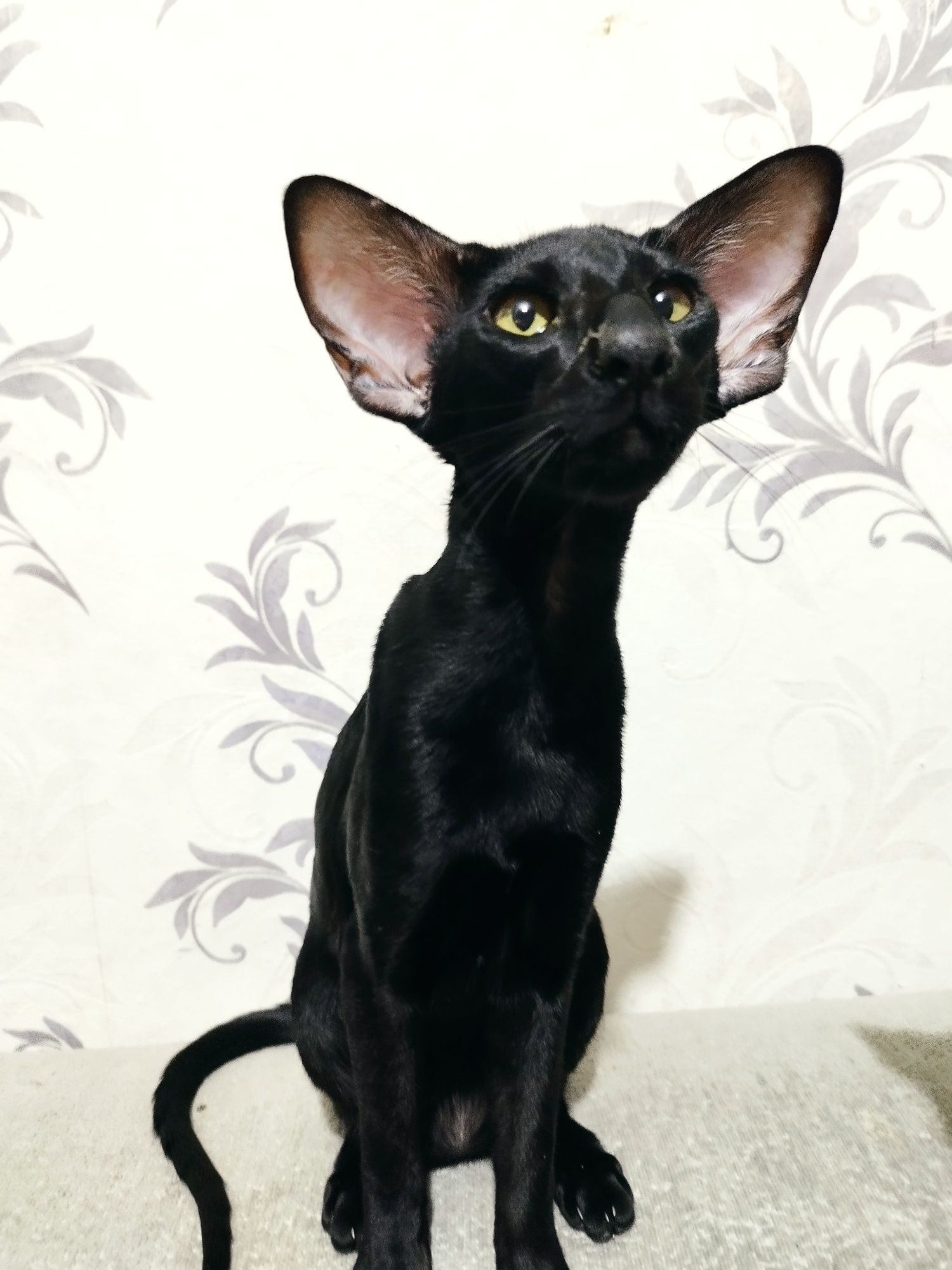Ориентальные котята экстрим