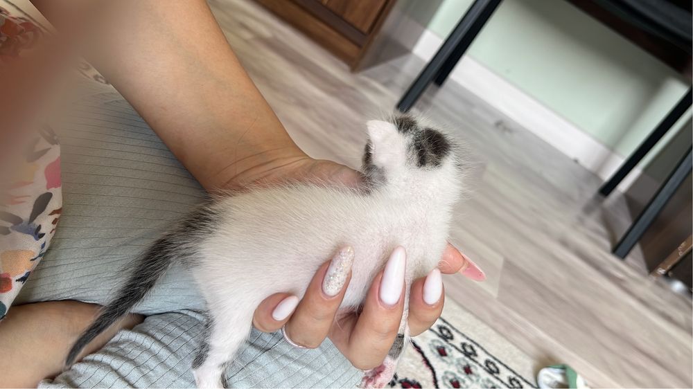 Котенку нужно мать