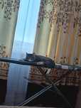 Отдам в добрые руки
