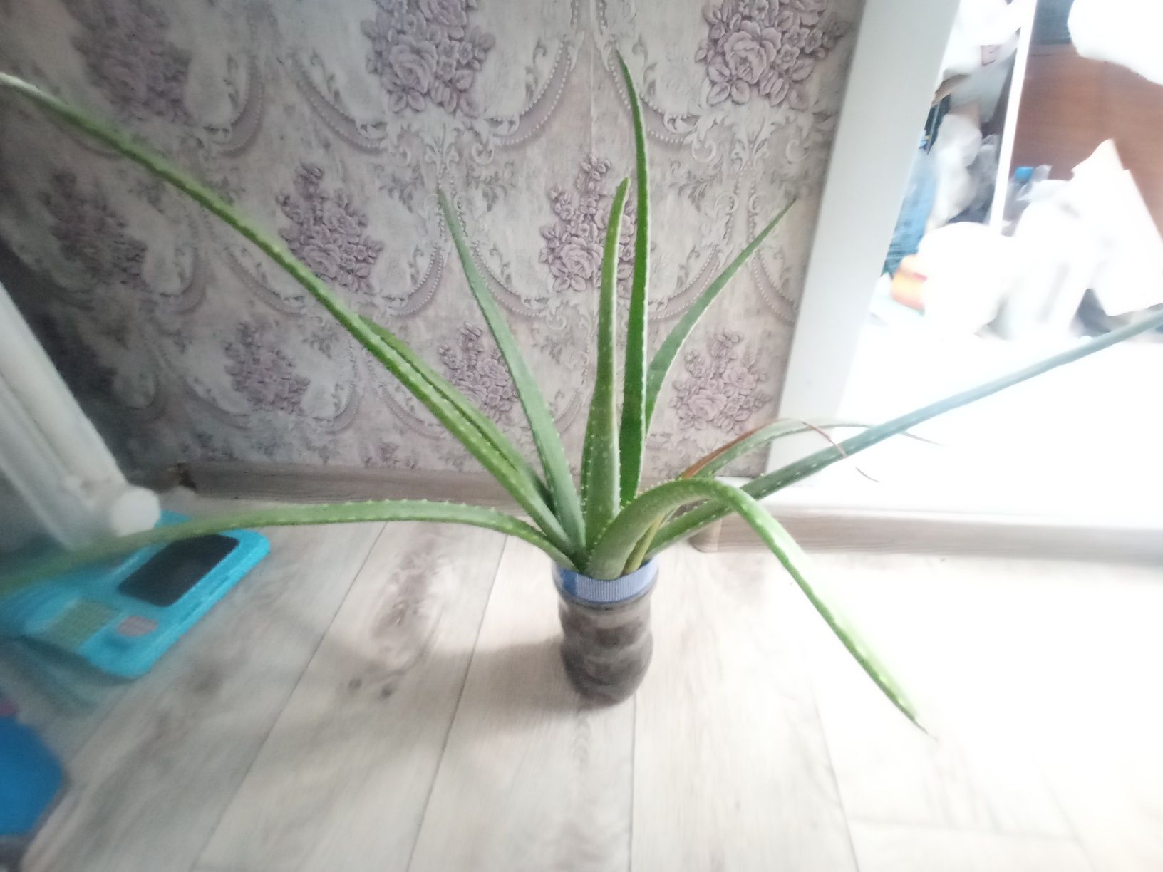 Продам Алое больше 3-х лет
