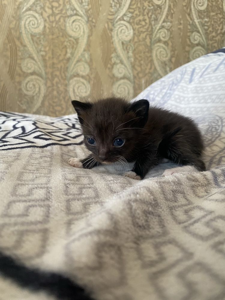Отдам котят, в добрые руки