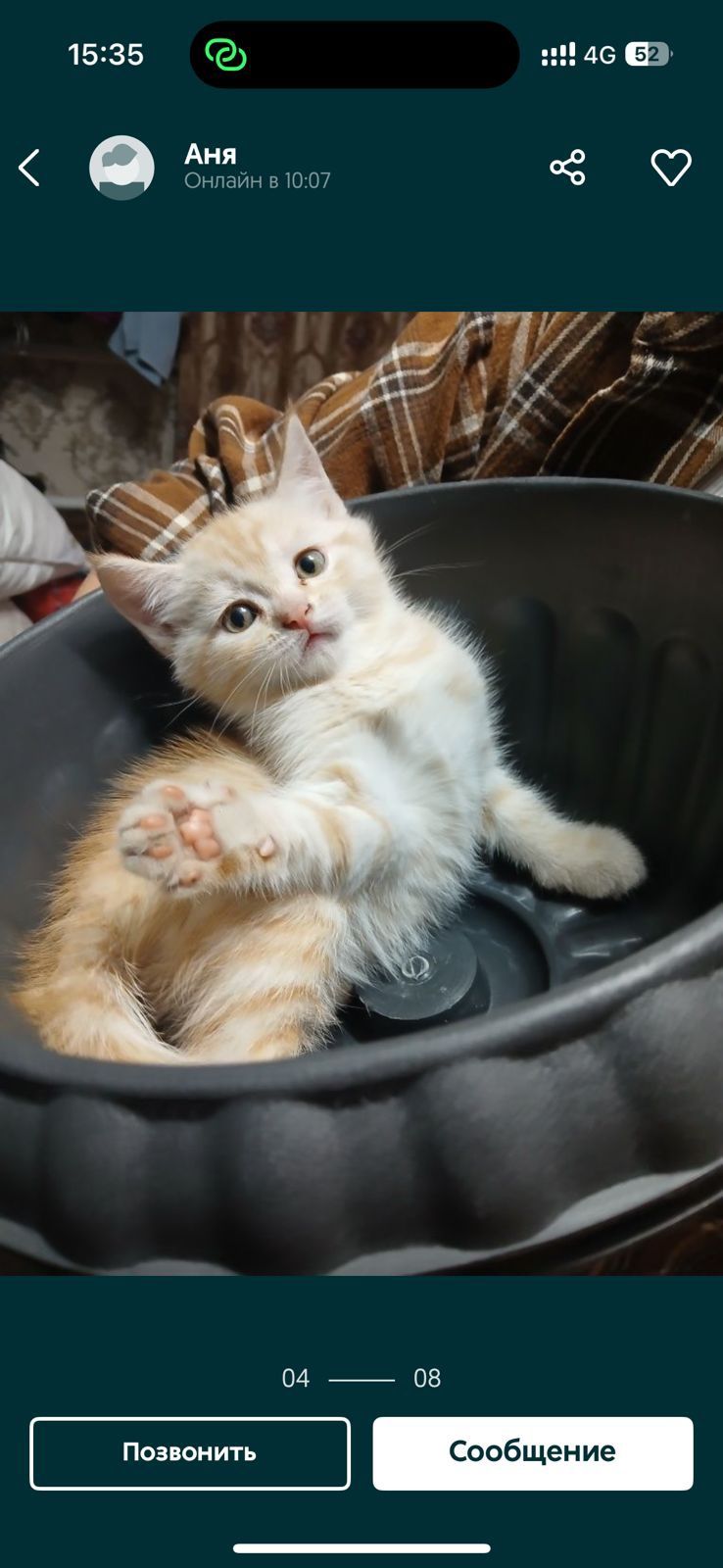 Продам котят британских