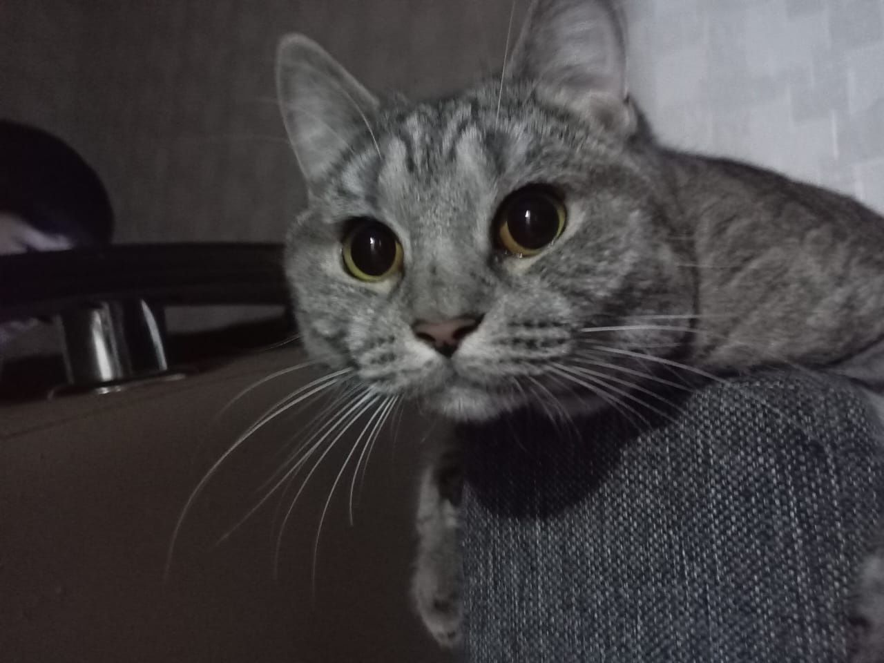 Отдаем кошечку в добрые руки!!