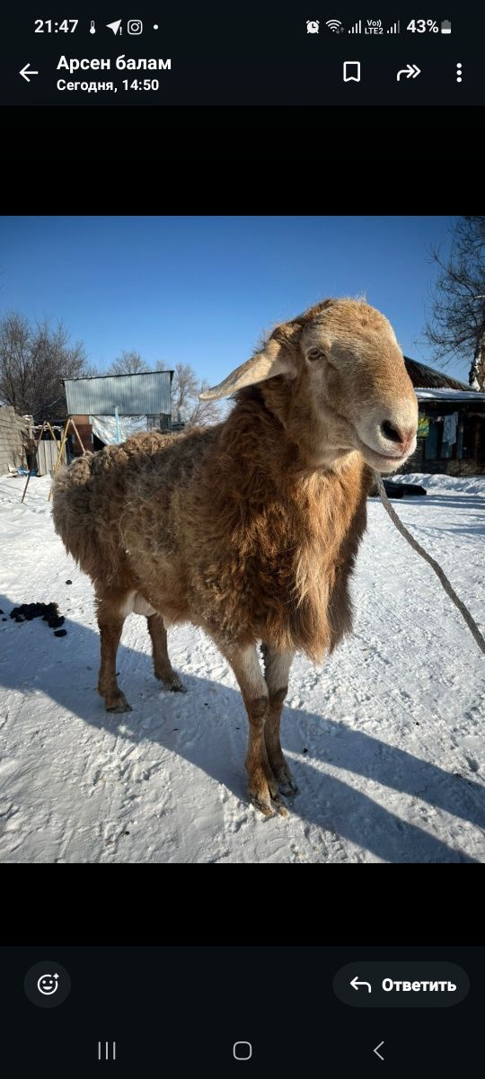 Арашан кошкар сатылады