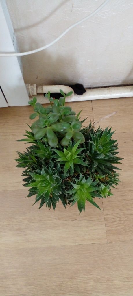Комнатные цветы фикус пальмы