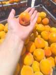 Абрикос крупный вкусный