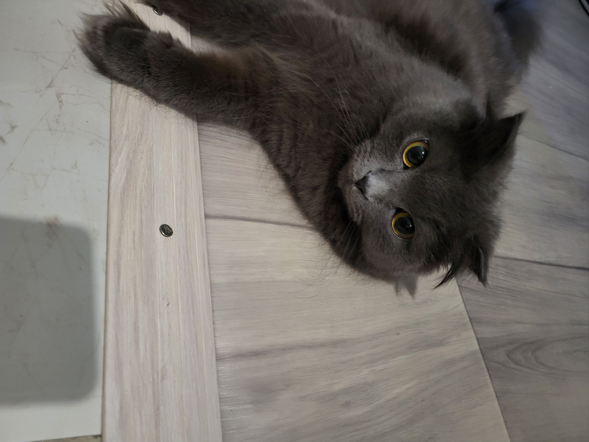Кошка в хорошые руки