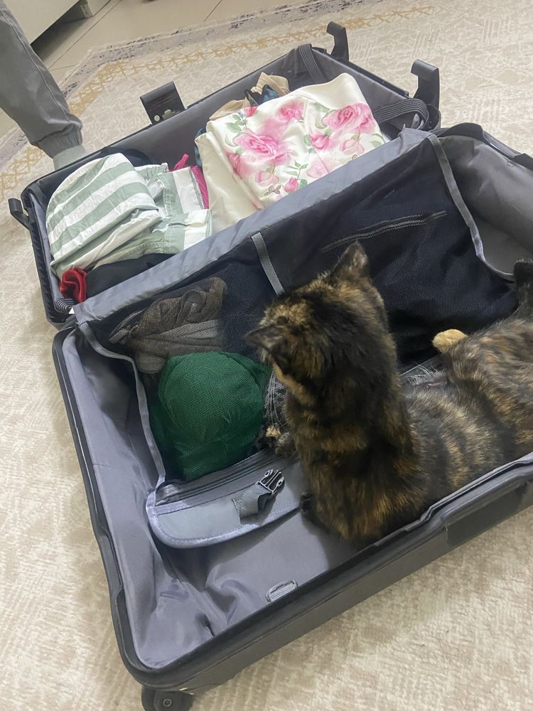 Пристраиваю кошку умную кошку в добрые руки.