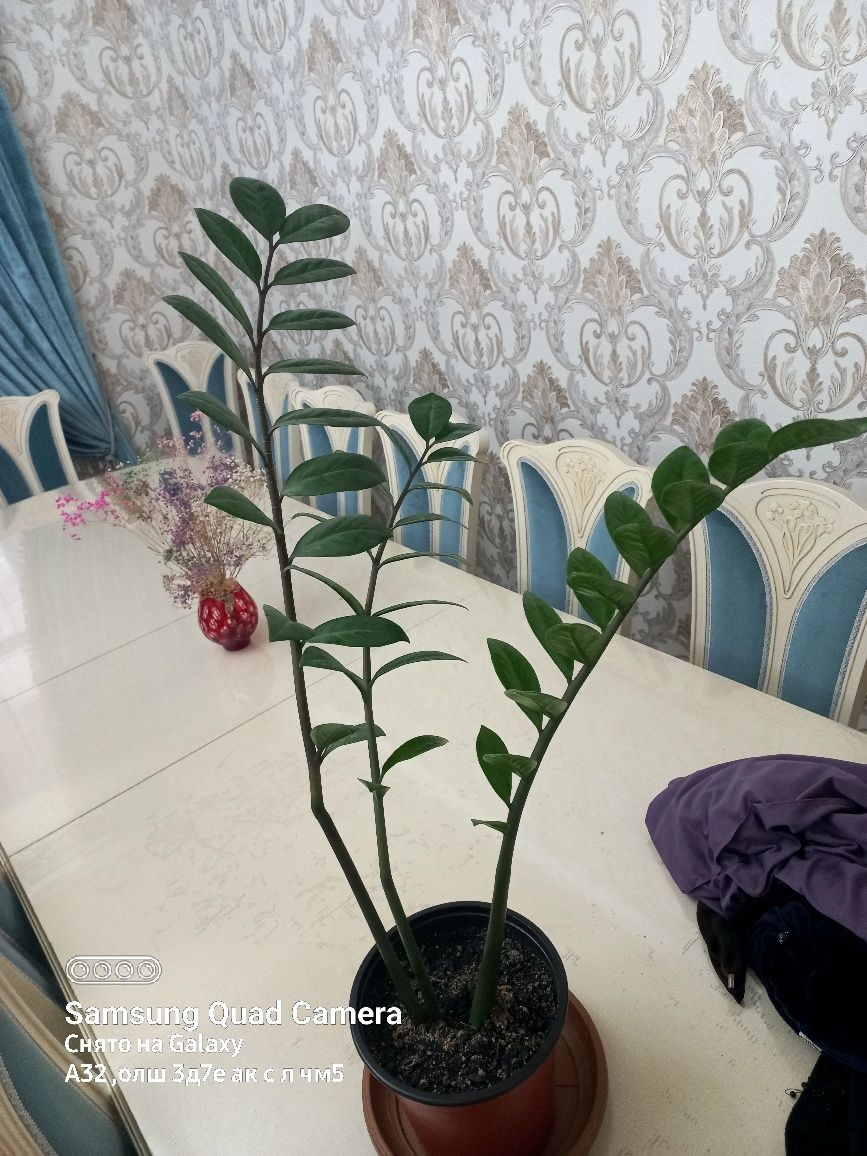 Долларовое дерево