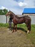 Продам кунана 3 года