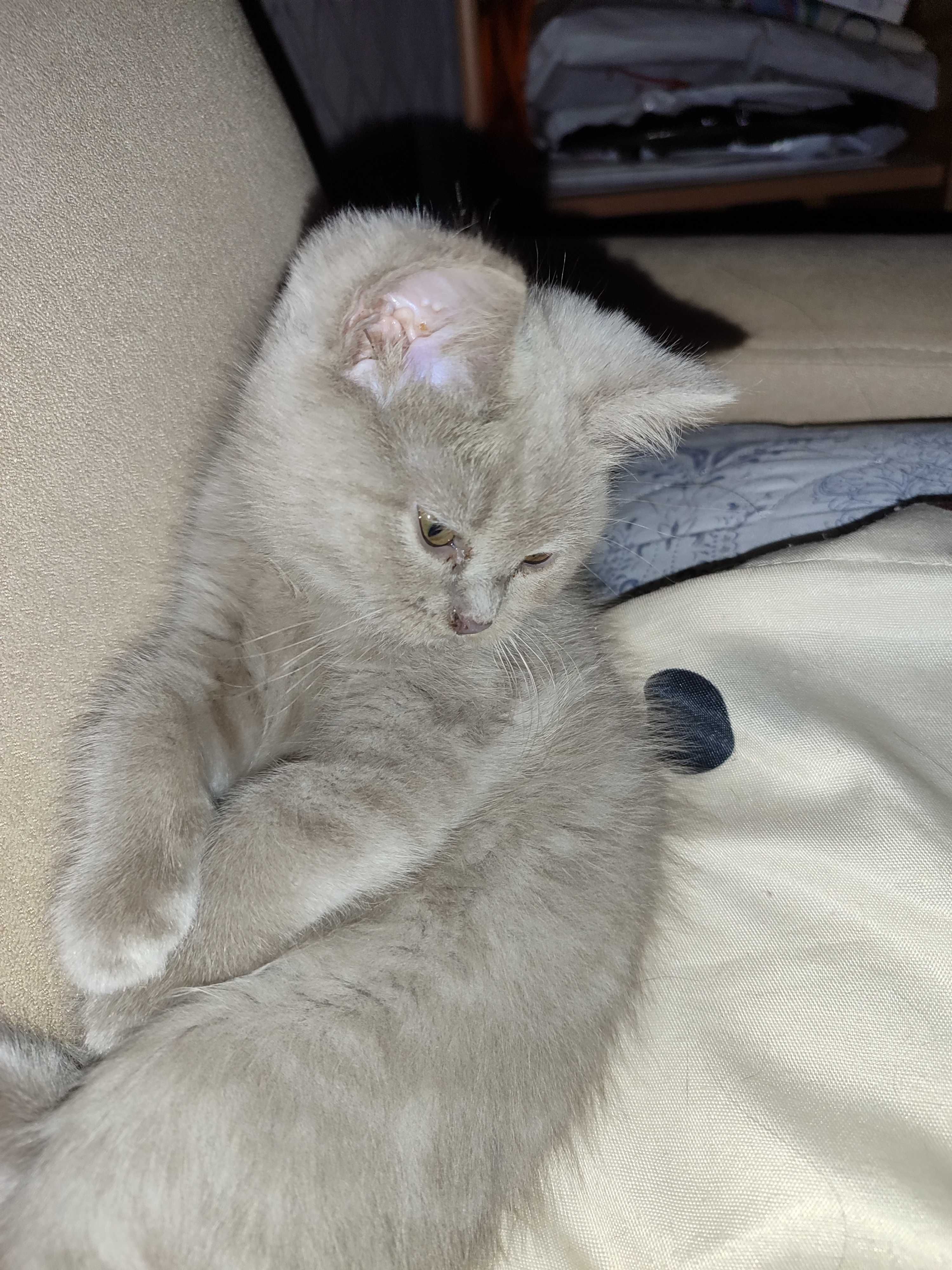 Котята, британцы
