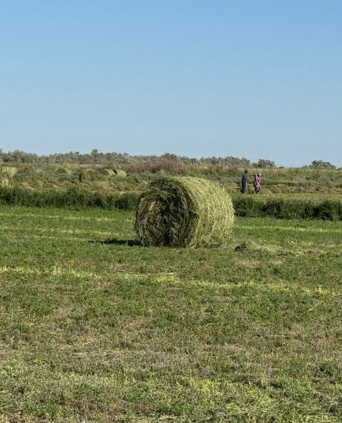 Жоңышқа сатылады,