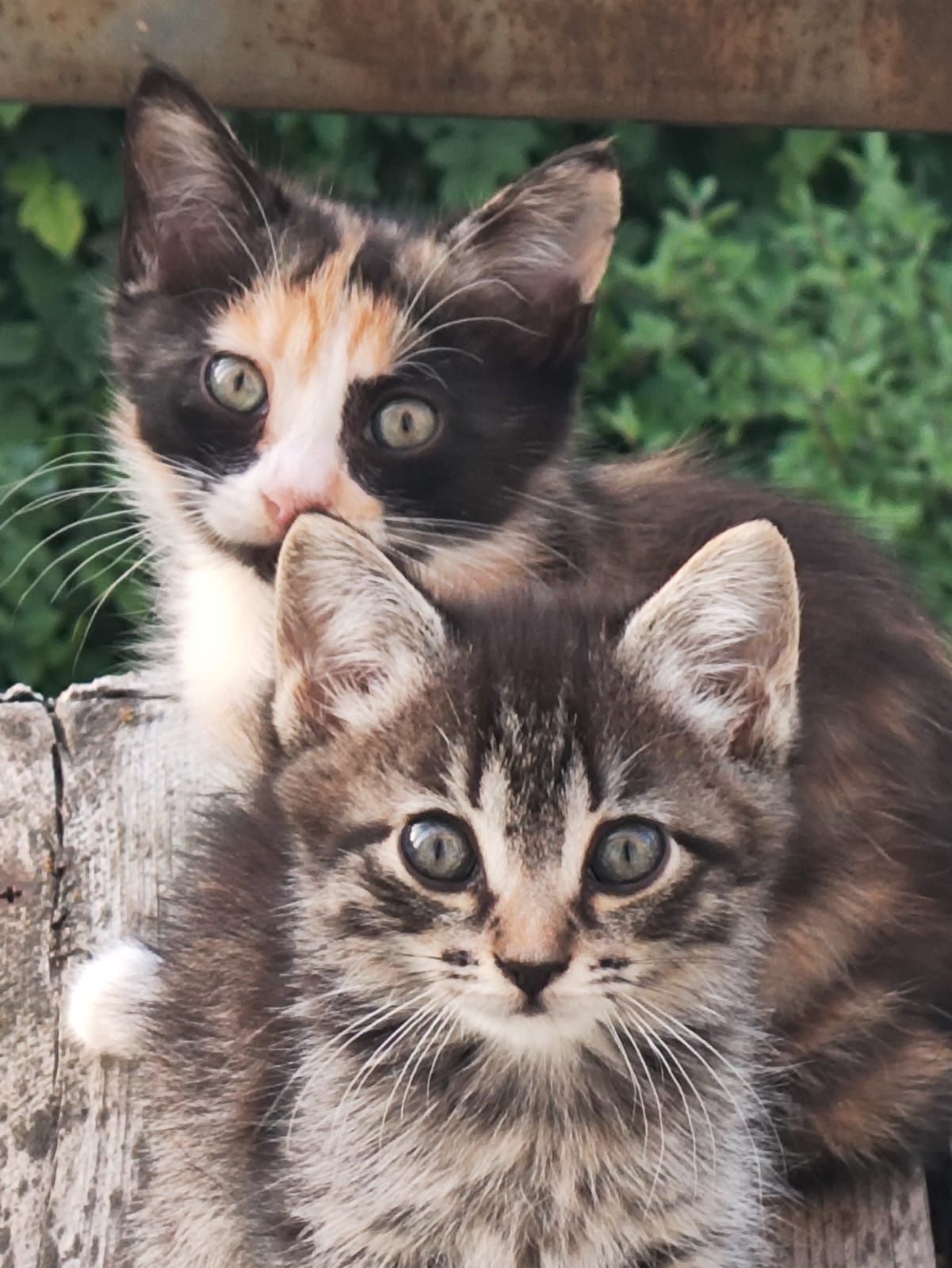 Отдам домашних котят в хорошие руки