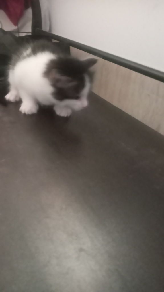 Котята породистые