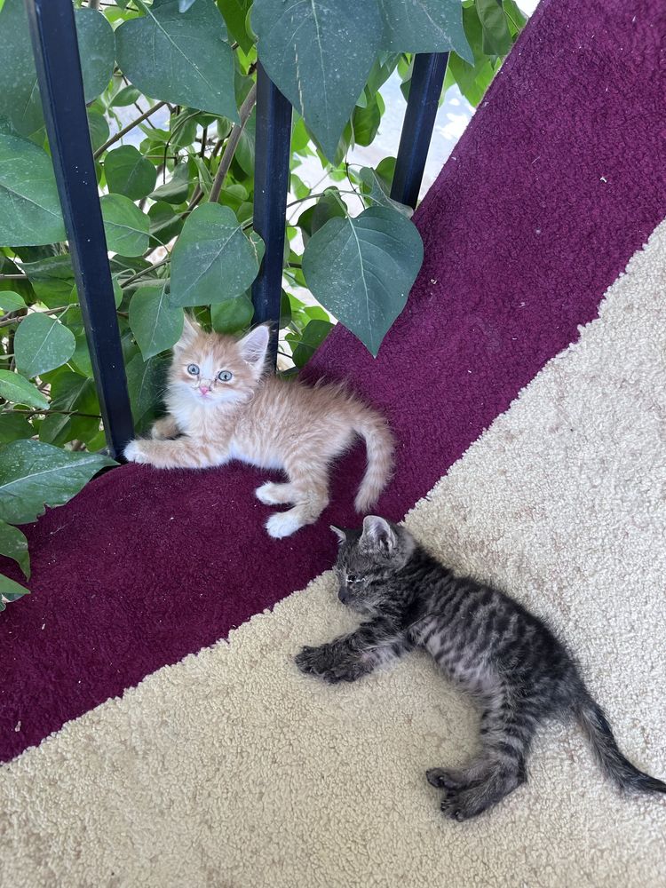 Котята актау заберите их
