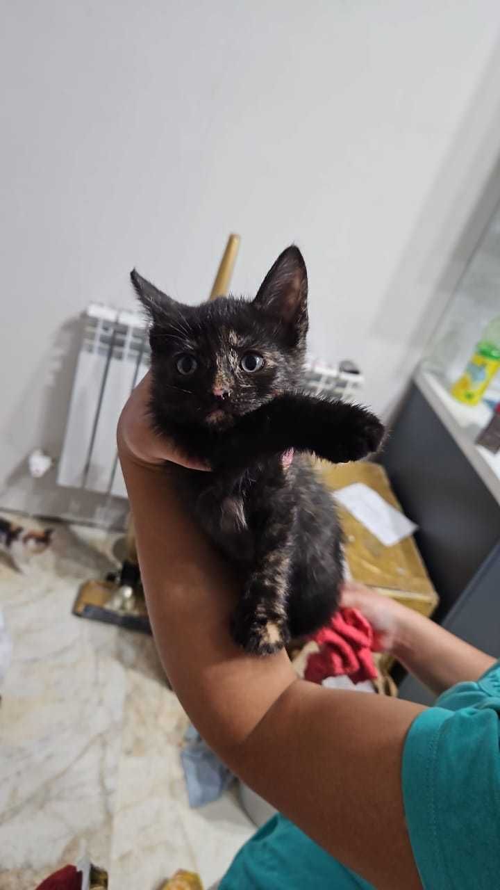 Котята отдам бесплатно
