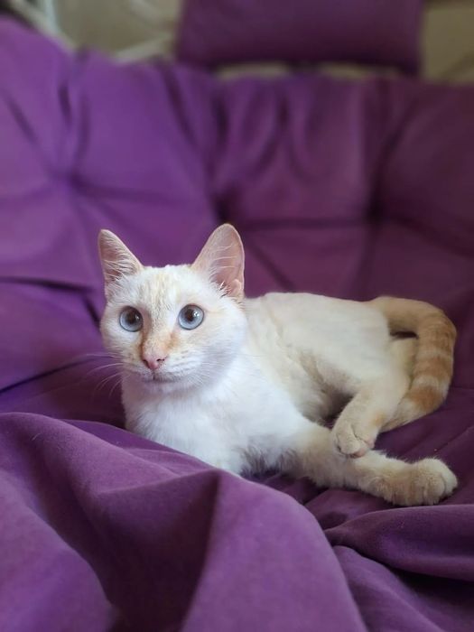 Отдам шикарных котиков