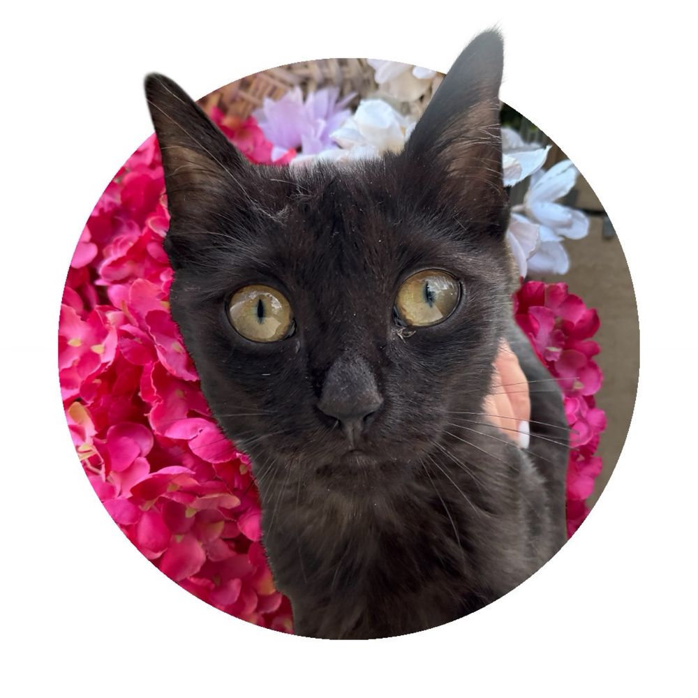 Котенок девочка,  2 месяца