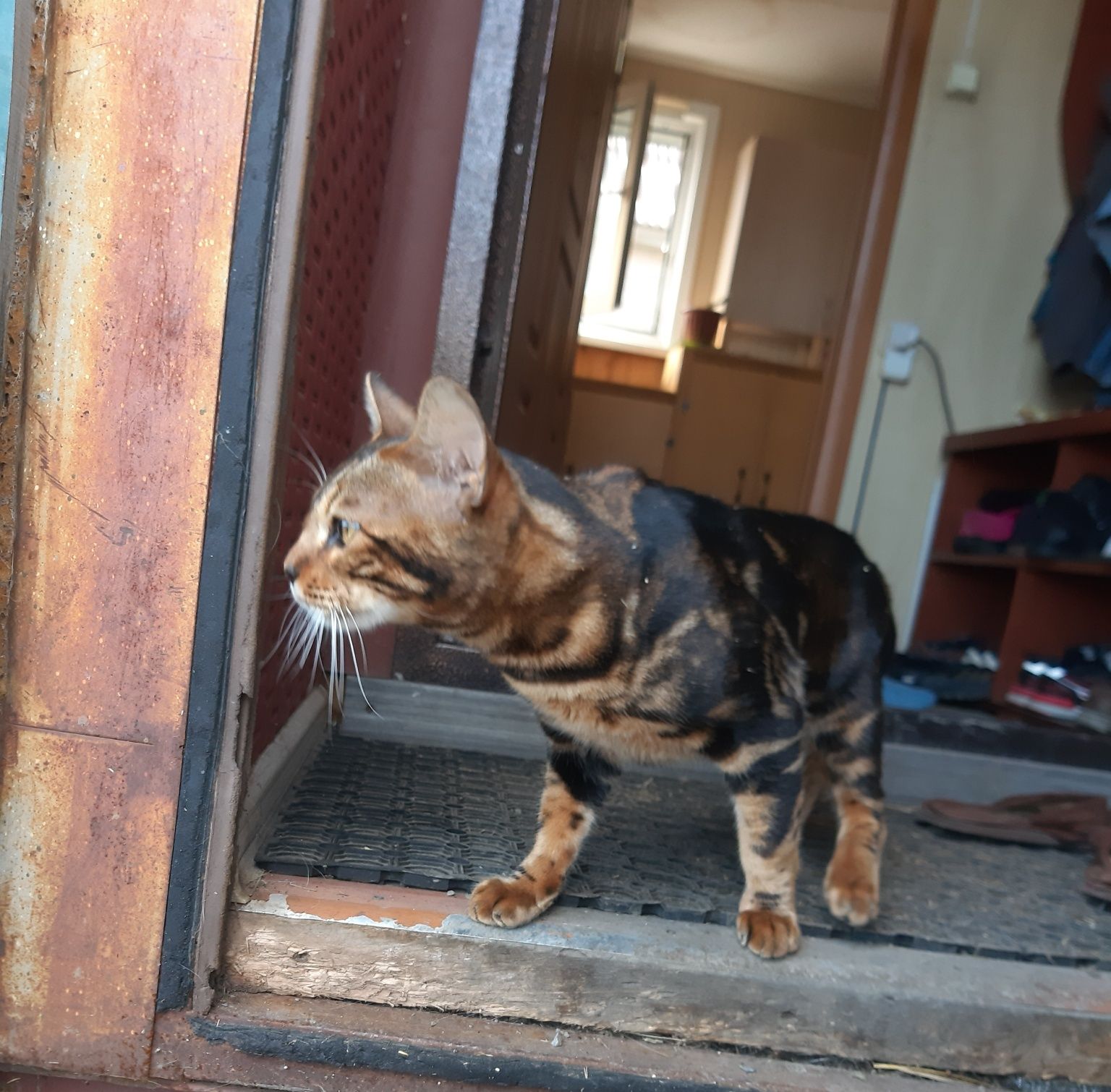 Котик бенгал ищет невесту  на вязку