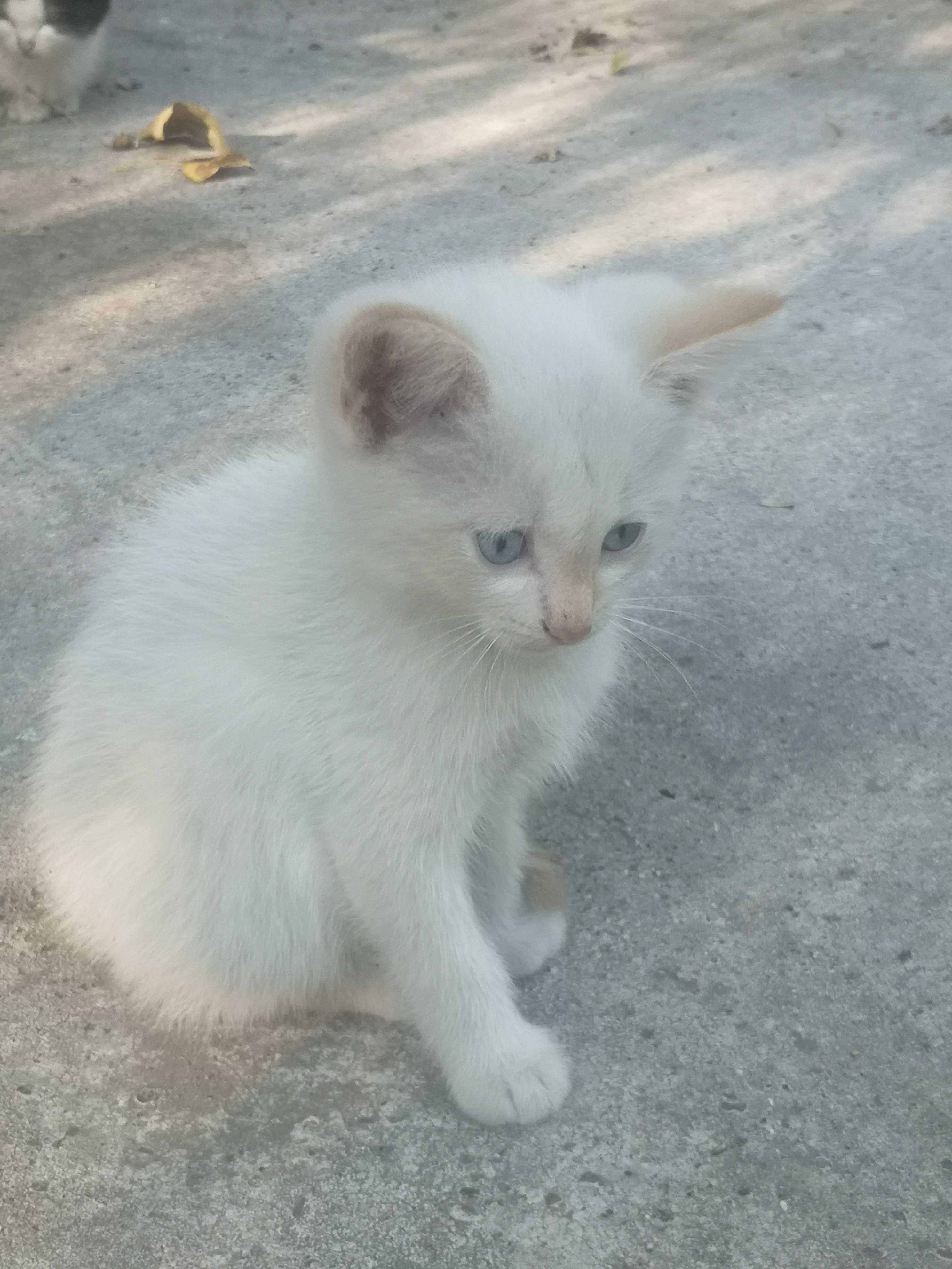 Отдам в  котят в добрые руки