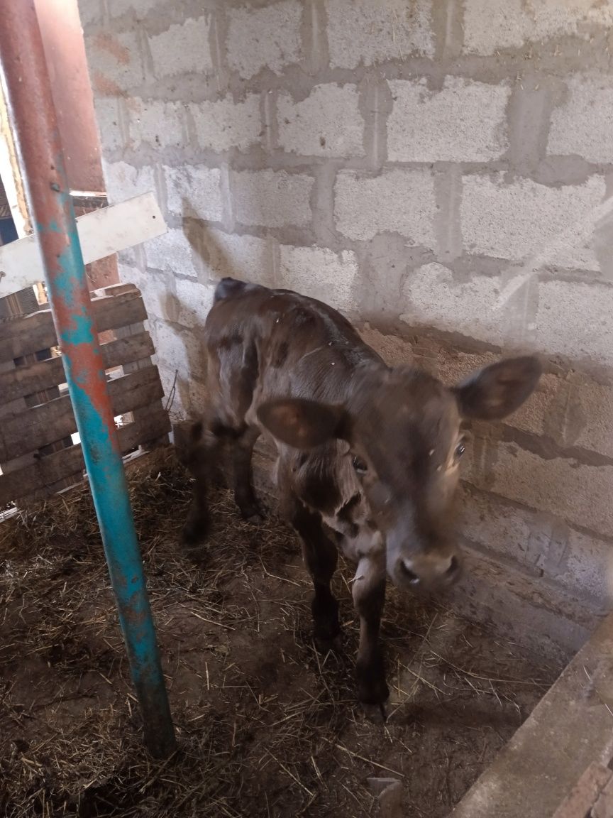 Продам Бычка  2 месеца