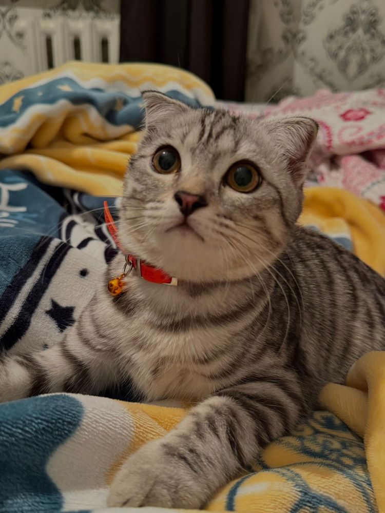 Кот домащний чистый