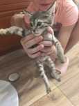 Подарю  красивого котенка