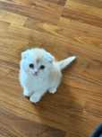 Котенок Шотландский Вислоухий